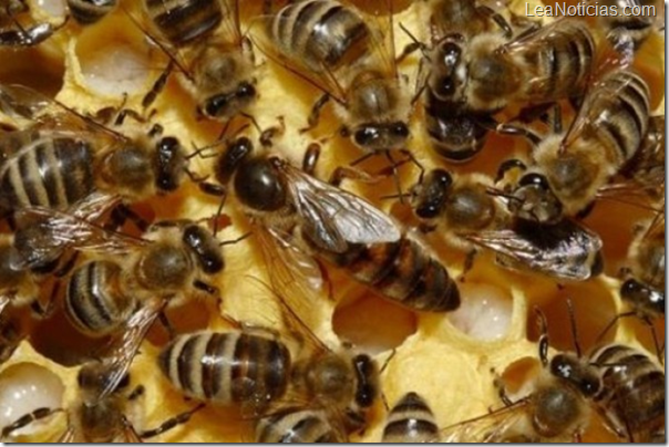 Descubren que las abejas pueden rejuvenecer su cerebro