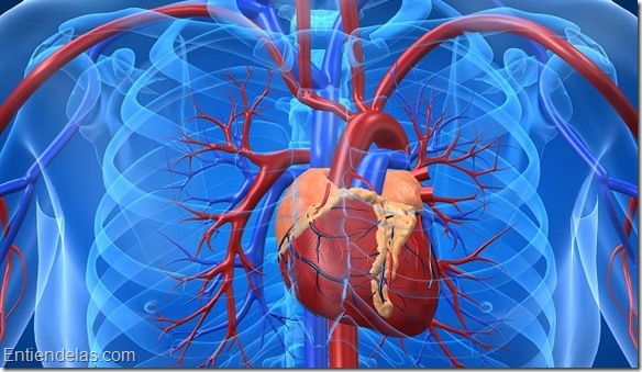 Consejos-para-prevenir-las-enfermedades-cardiovasculares