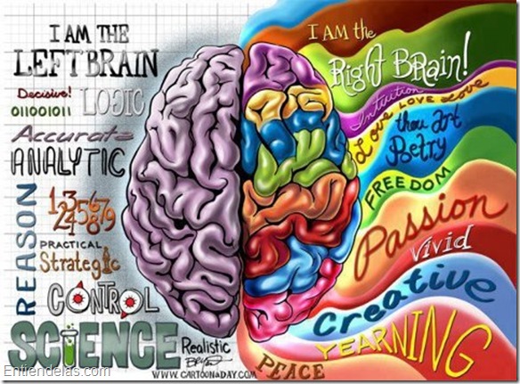 ¿Cómo el cerebro decide si eres zurdo o diestro?