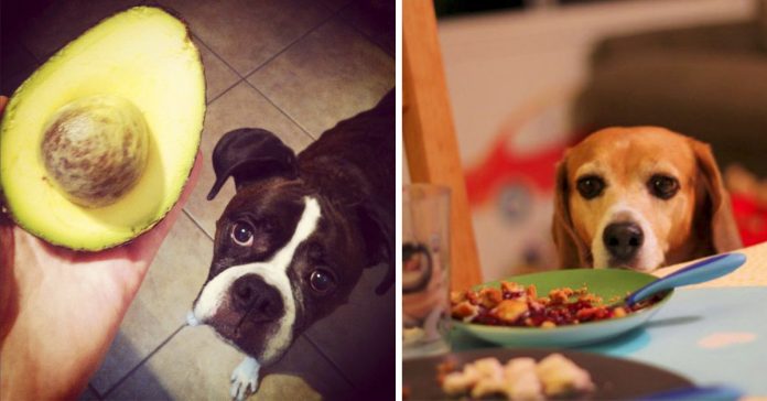 Siete alimentos que consumes a diario y que son tóxicos para tu perro